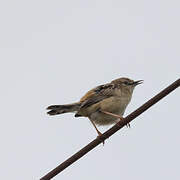 Zitting Cisticola