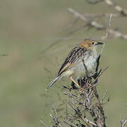 Stout Cisticola