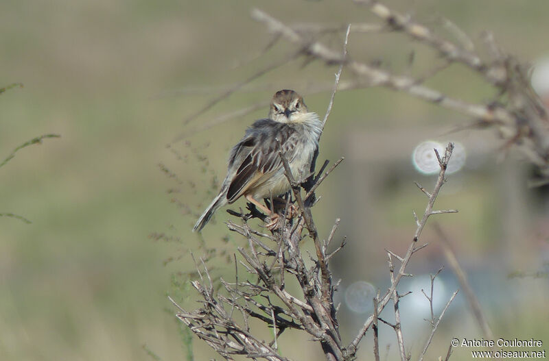 Stout Cisticola