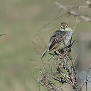 Stout Cisticola