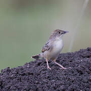 Stout Cisticola