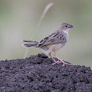 Stout Cisticola