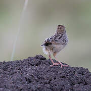 Stout Cisticola