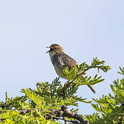 Stout Cisticola