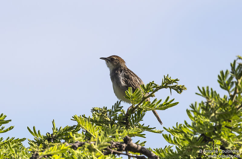 Stout Cisticolaadult breeding, song