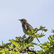 Stout Cisticola