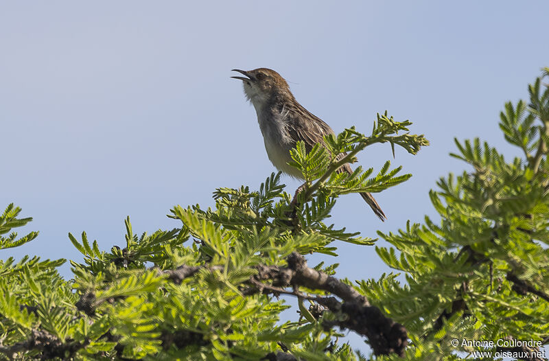 Stout Cisticolaadult breeding