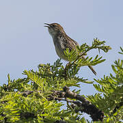 Stout Cisticola