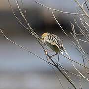 Stout Cisticola