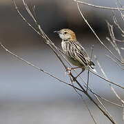 Stout Cisticola