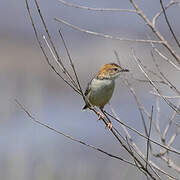 Stout Cisticola