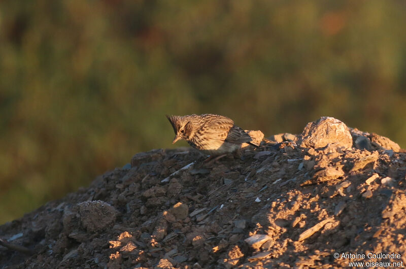 Thekla's Larkadult post breeding, eats