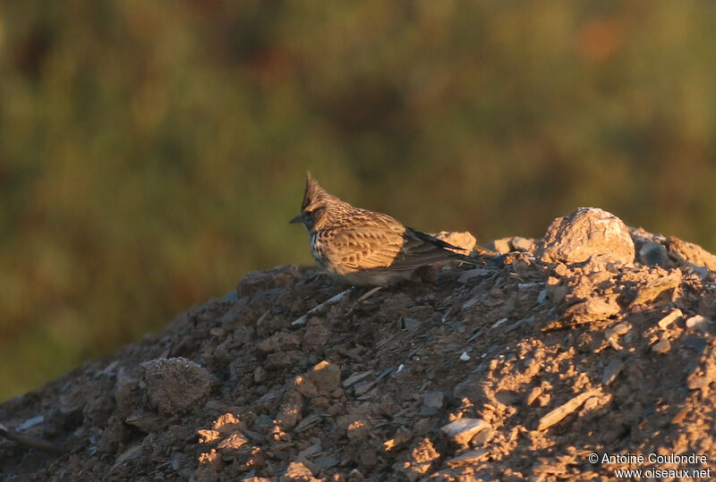 Thekla's Larkadult post breeding, eats