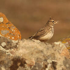 Cochevis huppé