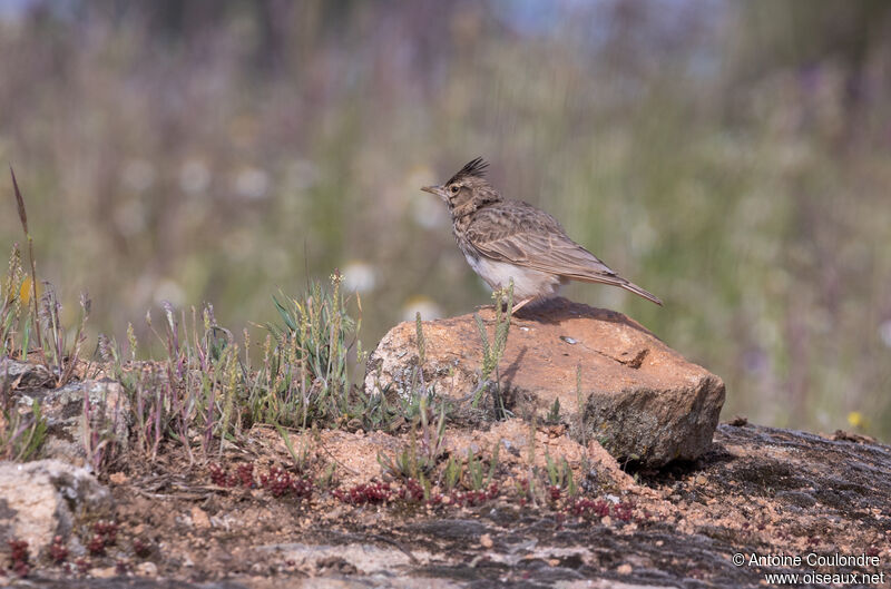 Crested Larkadult