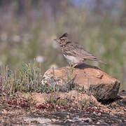 Crested Lark