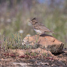 Cochevis huppé