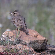 Crested Lark