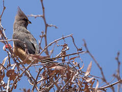 White-backed Mousebird