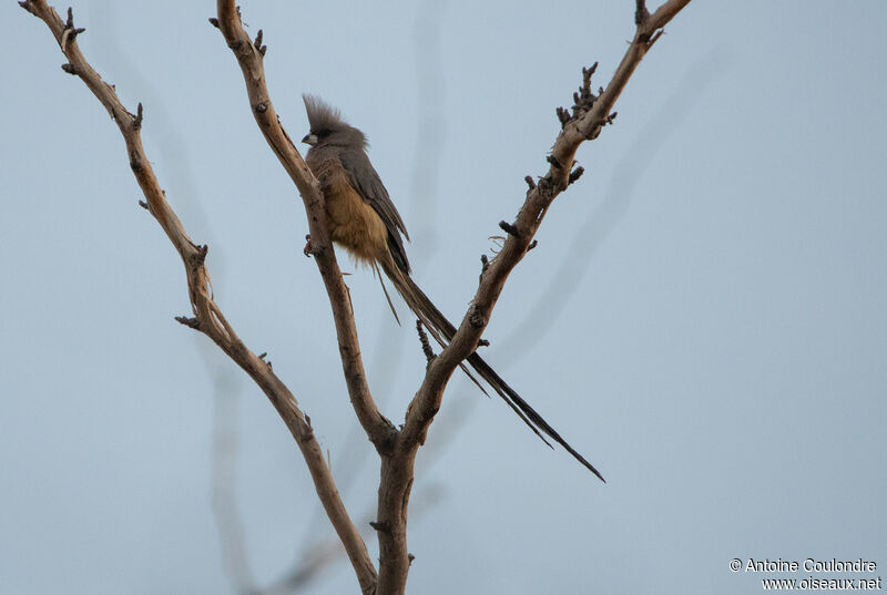 White-backed Mousebird