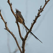 White-backed Mousebird