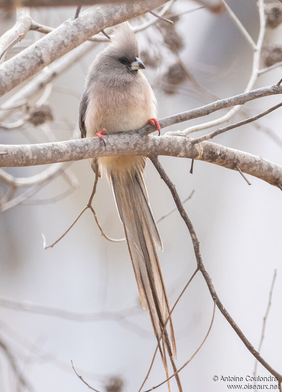 White-backed Mousebirdadult