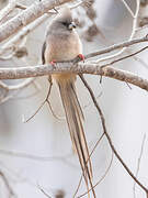 White-backed Mousebird