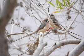 White-backed Mousebird