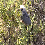 White-headed Mousebird