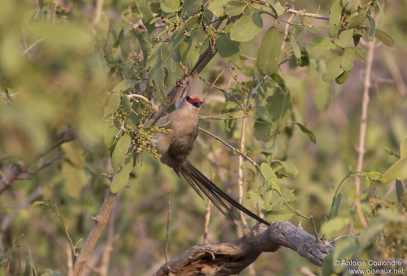 Blue-naped Mousebirdadult