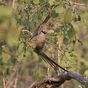 Blue-naped Mousebird