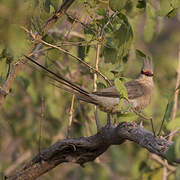 Blue-naped Mousebird