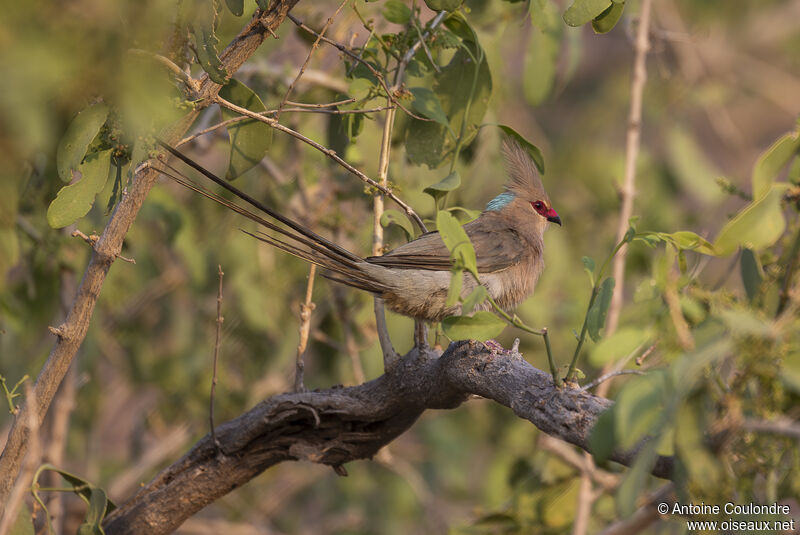 Blue-naped Mousebirdadult