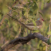 Blue-naped Mousebird