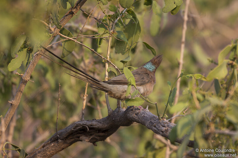 Blue-naped Mousebirdadult