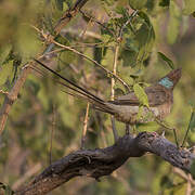 Blue-naped Mousebird