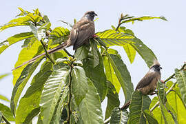 Speckled Mousebird