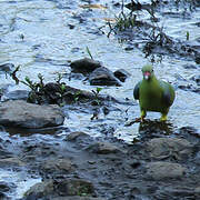 African Green Pigeon