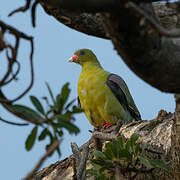 African Green Pigeon