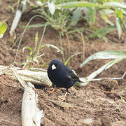 Village Indigobird