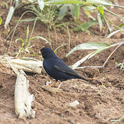 Village Indigobird