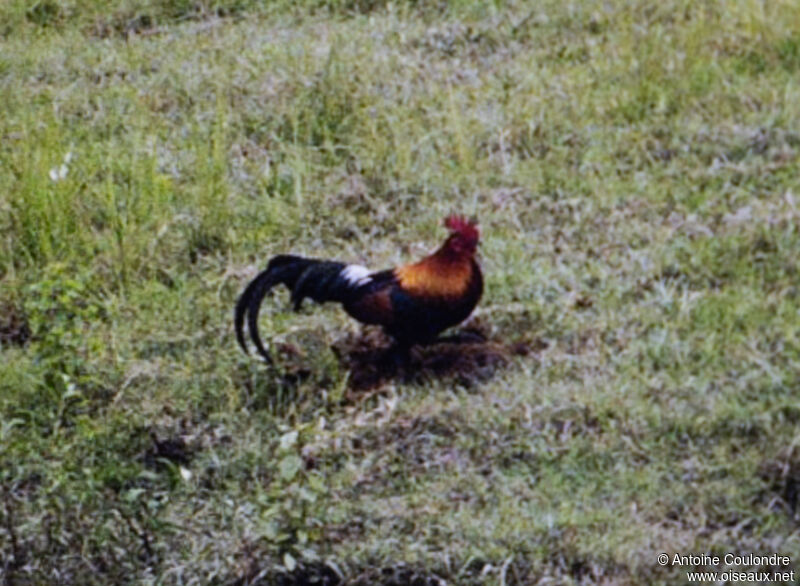 Coq bankiva mâle adulte