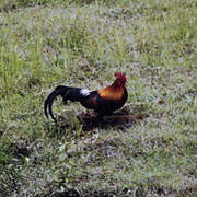 Red Junglefowl