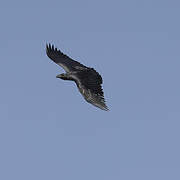 Fan-tailed Raven