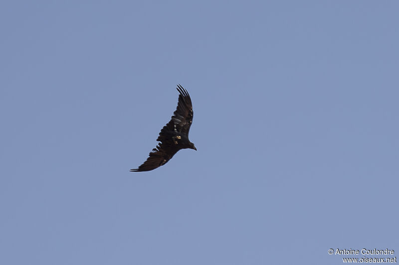 Corbeau à queue courteadulte, Vol