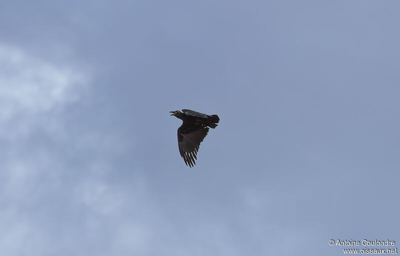 Corbeau à queue courteadulte, Vol