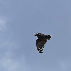 Corbeau à queue courte