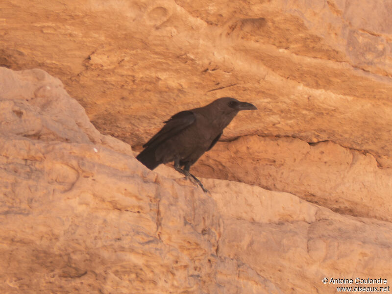 Brown-necked Ravenadult