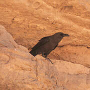 Brown-necked Raven