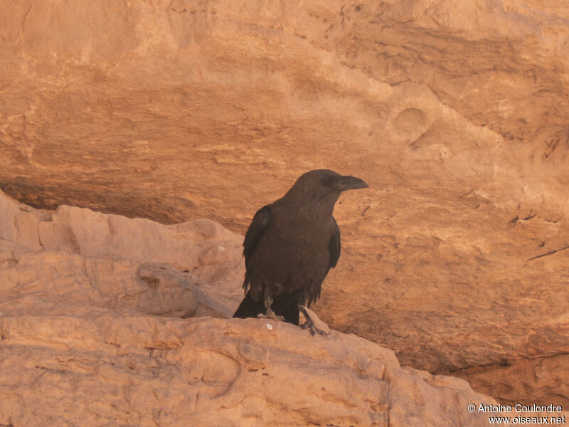 Corbeau brunadulte